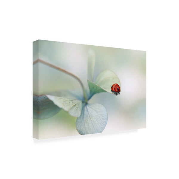 Ellen Van Deelen 'Ladybird On Hydrangea....' Canvas Art,30x47